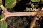 Desert horsepurslane